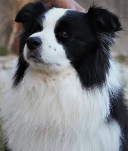 Campione Riproduttore