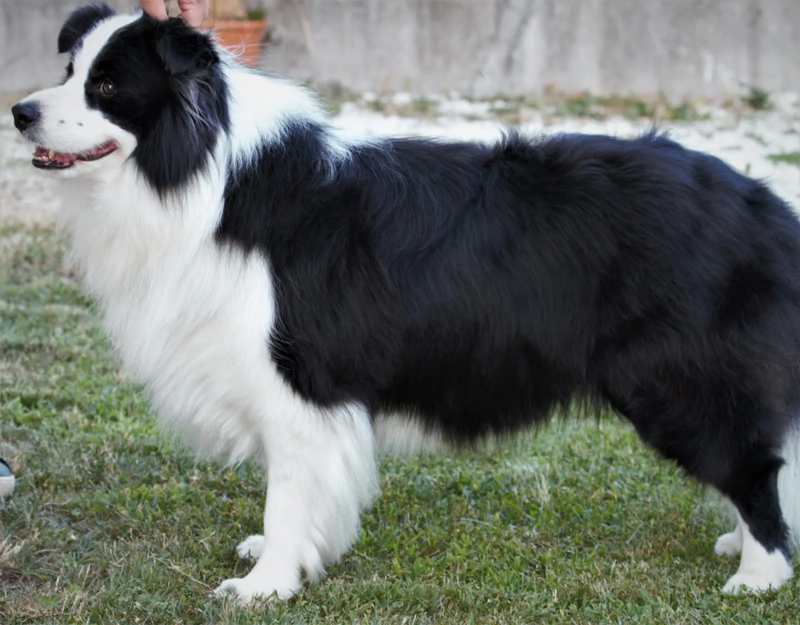 Campione Italiano Veterano