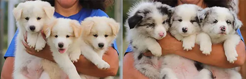 I Cuccioli Di Argo e Kenya Crescono....