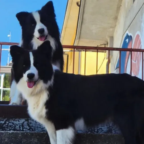 *** Campioni Svizzeri ***