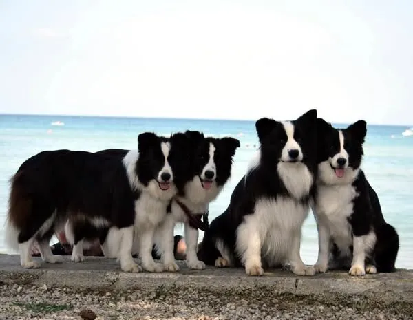 Weekend di Show a Umago