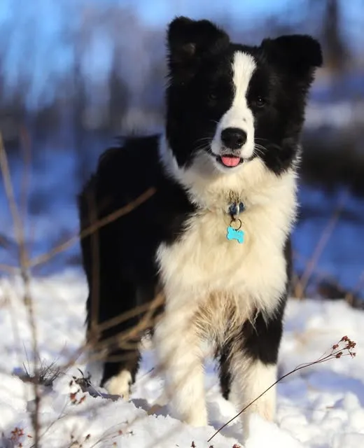 Giovane Campione Italiano