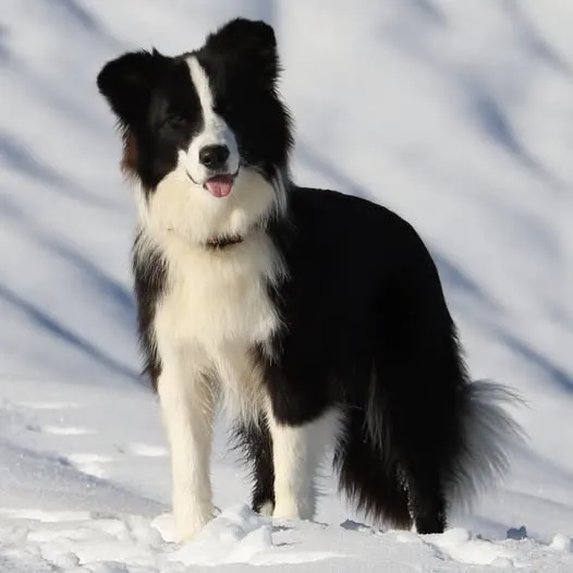 Ch. Internazionale di Esposizione
