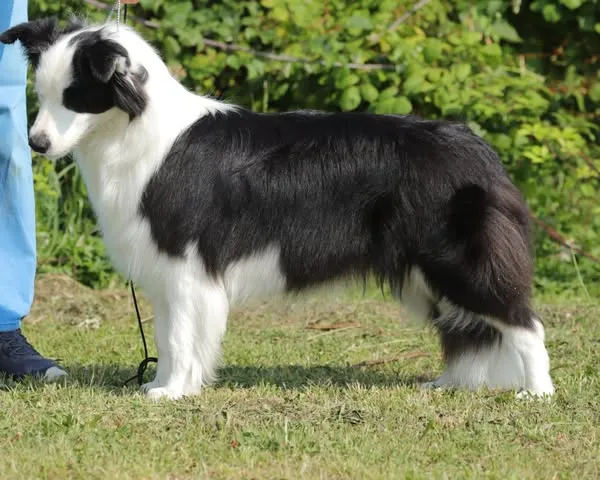 Expo Castelnovo di Isola Vicentina