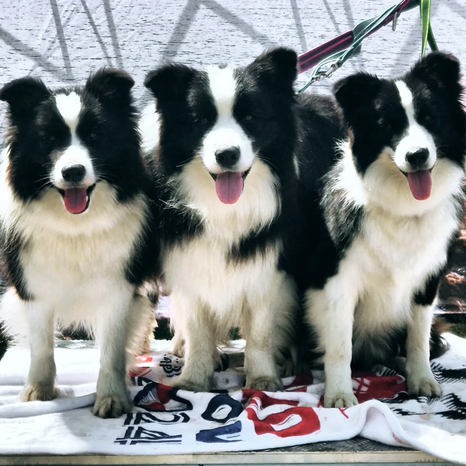 Esposizione internazionale di Postumia - Slovenia
